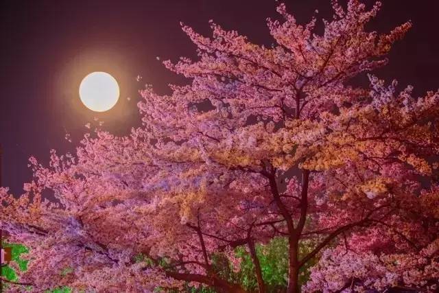 四个婚礼和一个葬礼