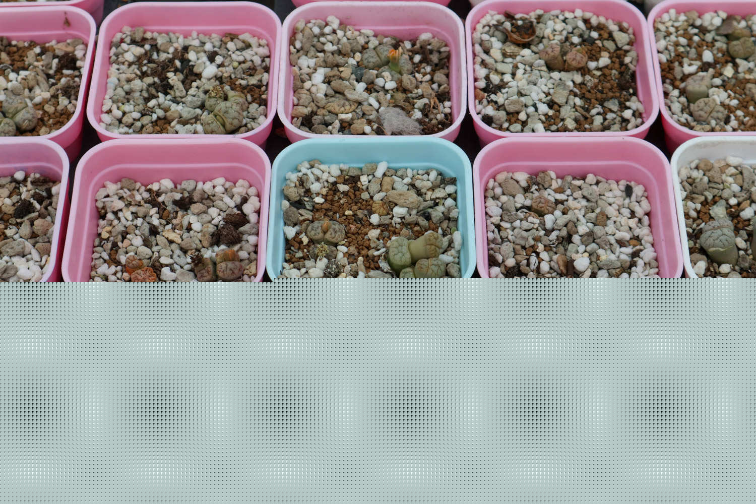 八十九分之一的凶手