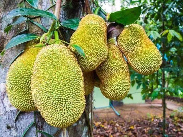 全息游戏:恋爱世界