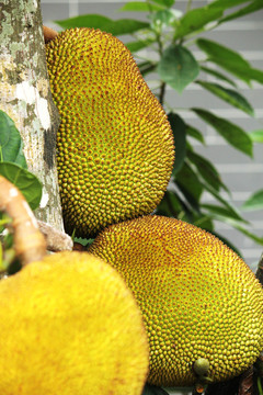 六福喜事(粤语版)