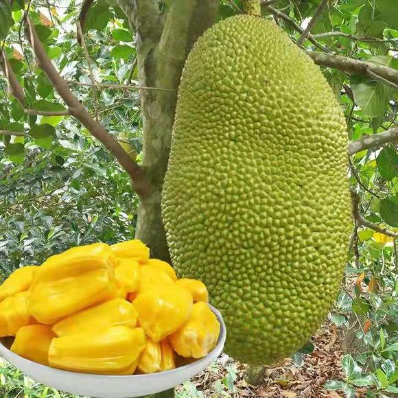 克雷兄弟的崛起