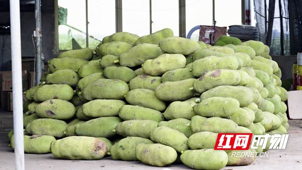 八百彪兵奔北坡