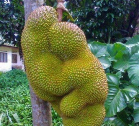 八百彪兵奔北坡